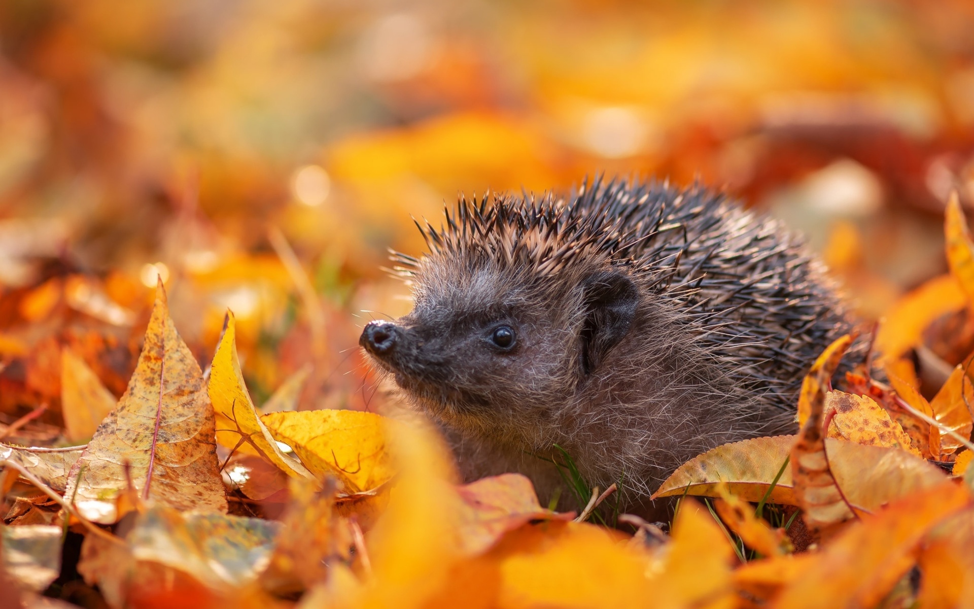 Hedgehog in yellow foliage wallpaper 1920x1200