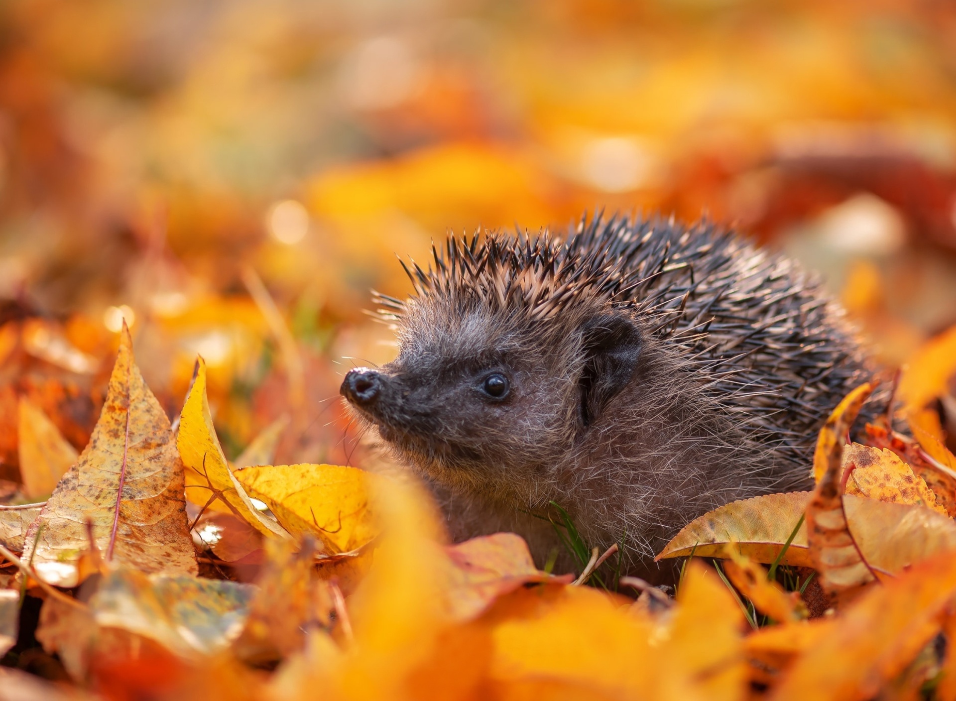 Hedgehog in yellow foliage screenshot #1 1920x1408