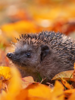 Screenshot №1 pro téma Hedgehog in yellow foliage 240x320