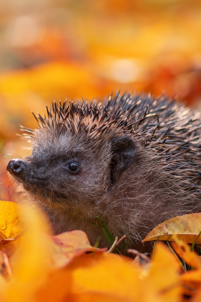 Hedgehog in yellow foliage screenshot #1 640x960