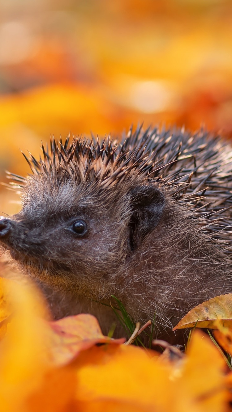 Das Hedgehog in yellow foliage Wallpaper 750x1334