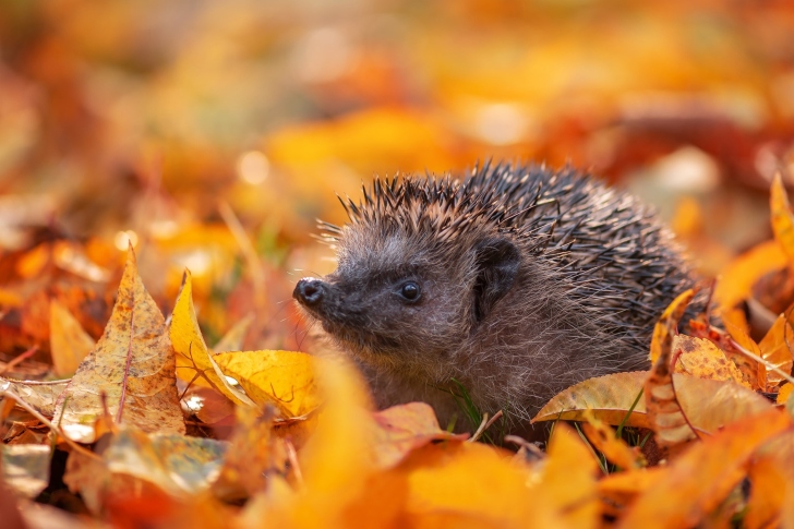 Hedgehog in yellow foliage wallpaper