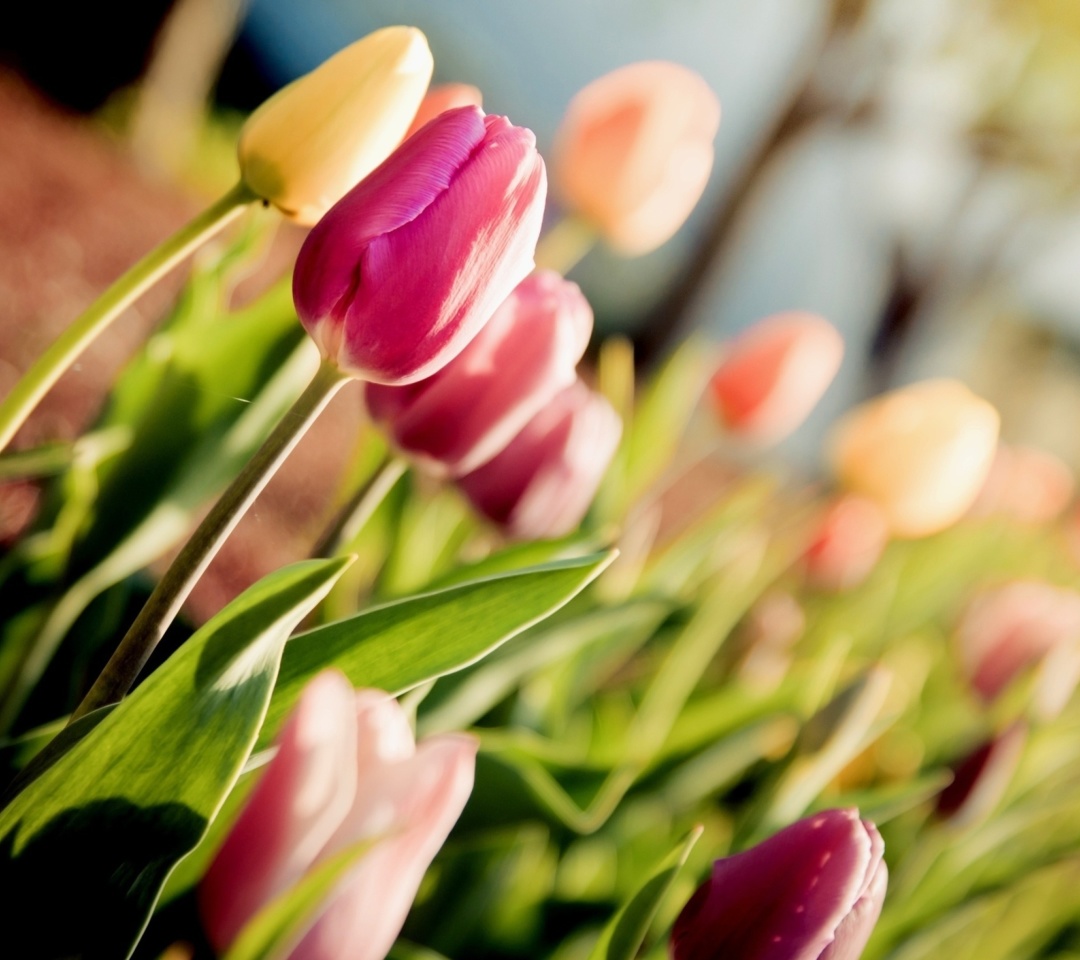 Fondo de pantalla Macro Spring Tulips 1080x960