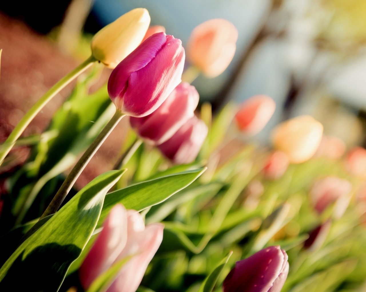 Screenshot №1 pro téma Macro Spring Tulips 1280x1024