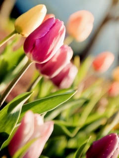 Das Macro Spring Tulips Wallpaper 240x320