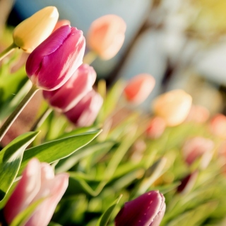 Macro Spring Tulips - Obrázkek zdarma pro 208x208