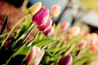 Free Macro Spring Tulips Picture for Android, iPhone and iPad