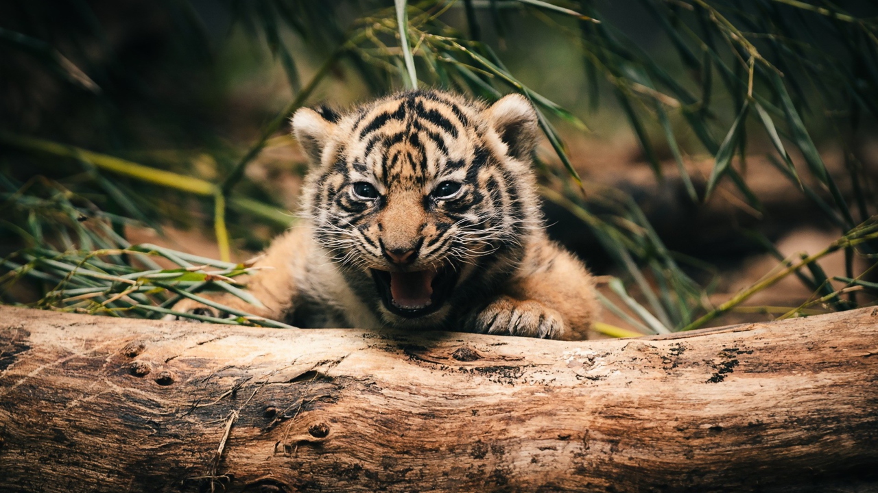 Sfondi Baby Tiger 1280x720