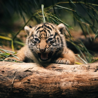 Baby Tiger - Obrázkek zdarma pro iPad 3