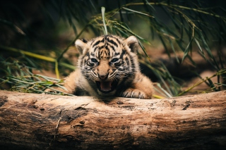 Baby Tiger - Obrázkek zdarma pro Android 320x480