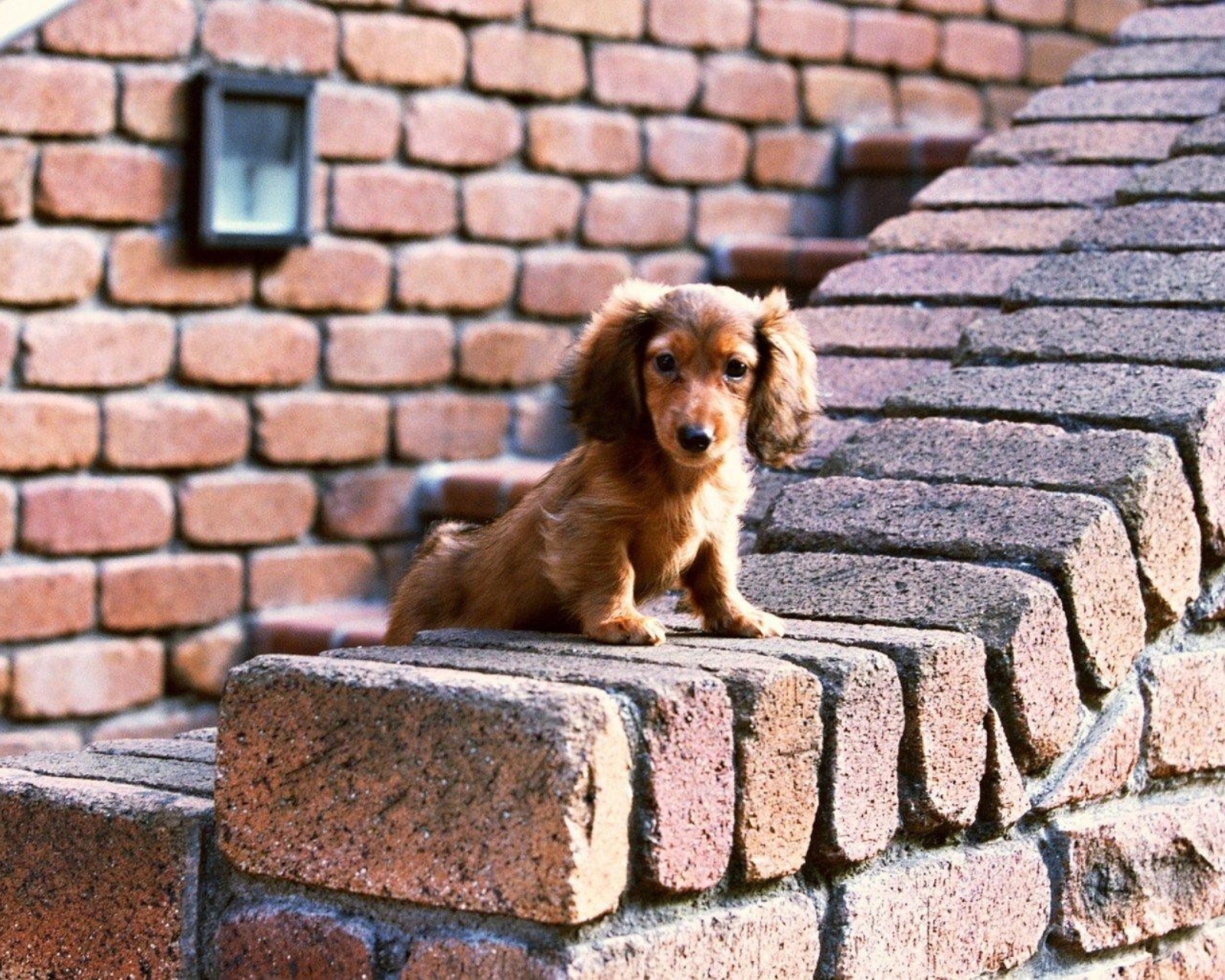 Обои Spaniel Puppy 1600x1280