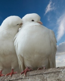 Screenshot №1 pro téma Two White Pigeons 128x160
