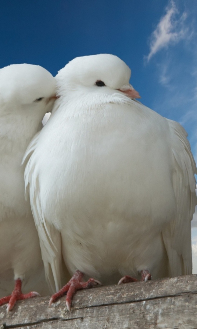 Sfondi Two White Pigeons 768x1280