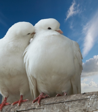Two White Pigeons - Obrázkek zdarma pro 128x160