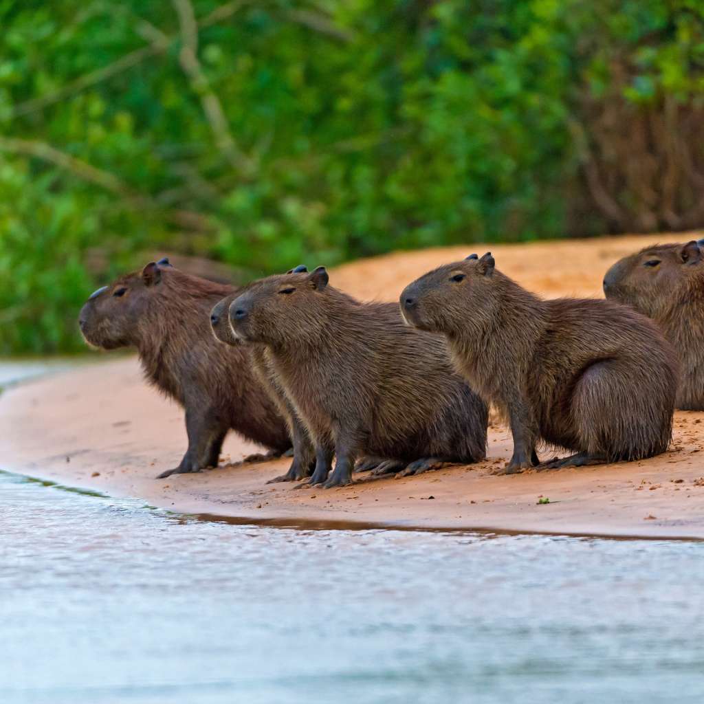 Sfondi Rodent Capybara 1024x1024