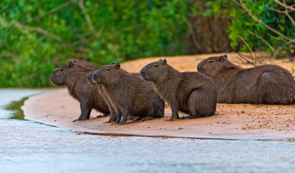 Sfondi Rodent Capybara 1024x600