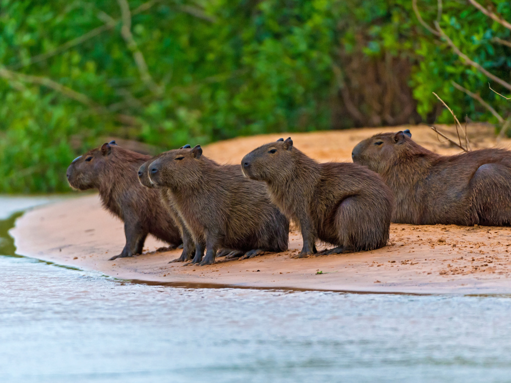 Sfondi Rodent Capybara 1024x768