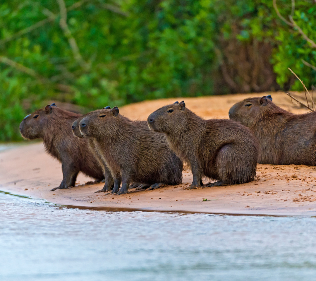 Fondo de pantalla Rodent Capybara 1080x960