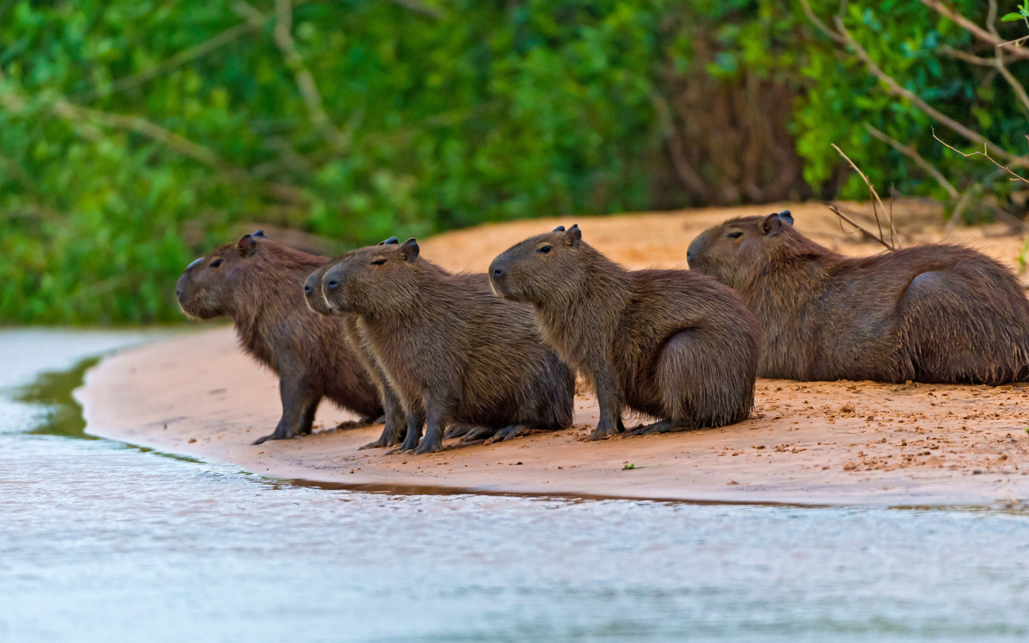 Rodent Capybara wallpaper 1440x900