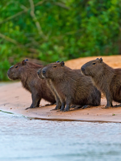 Screenshot №1 pro téma Rodent Capybara 240x320