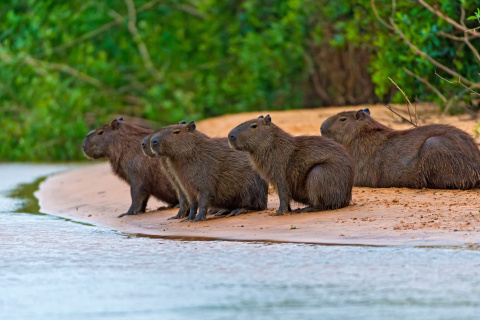 Das Rodent Capybara Wallpaper 480x320