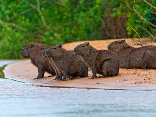 Sfondi Rodent Capybara 640x480