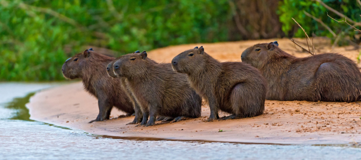 Rodent Capybara wallpaper 720x320