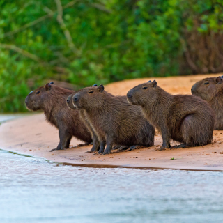 Rodent Capybara sfondi gratuiti per 1024x1024