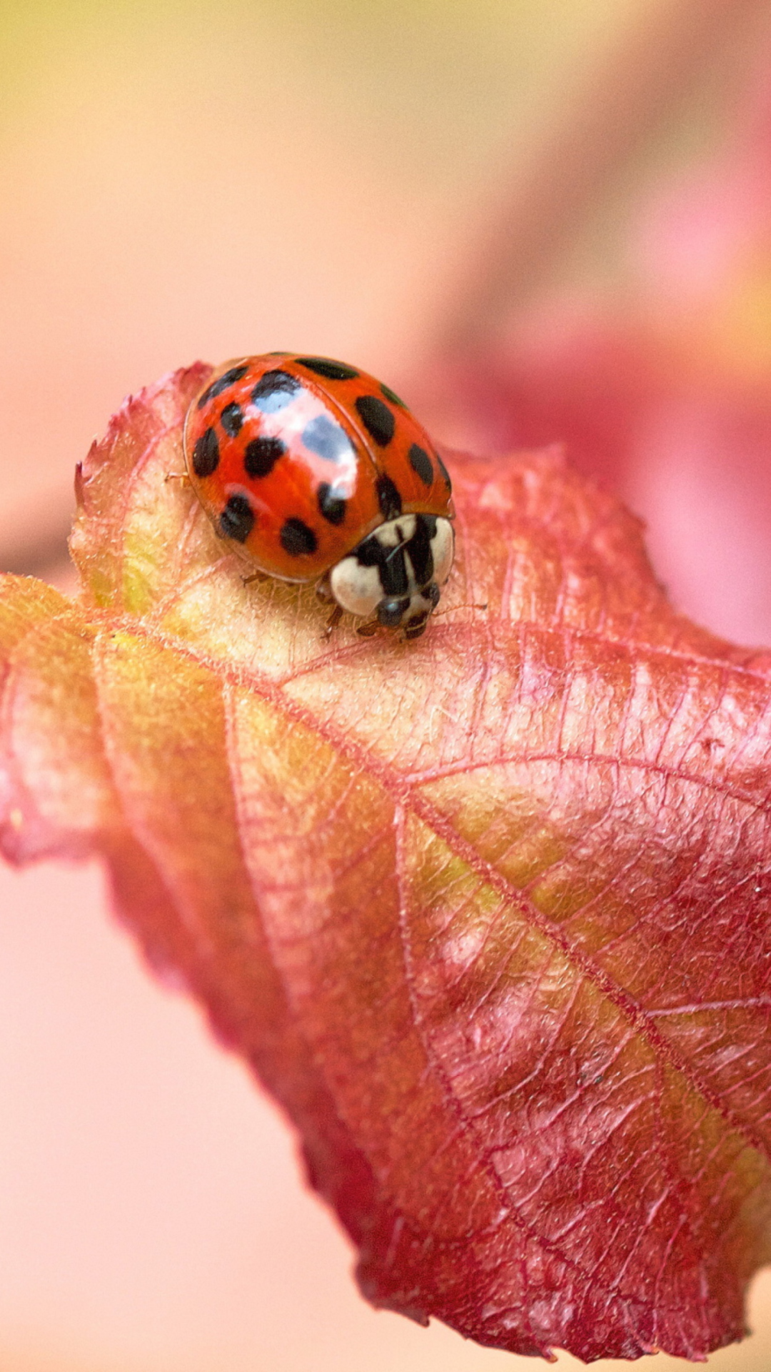 Das Ladybug On Red Leaf Wallpaper 1080x1920