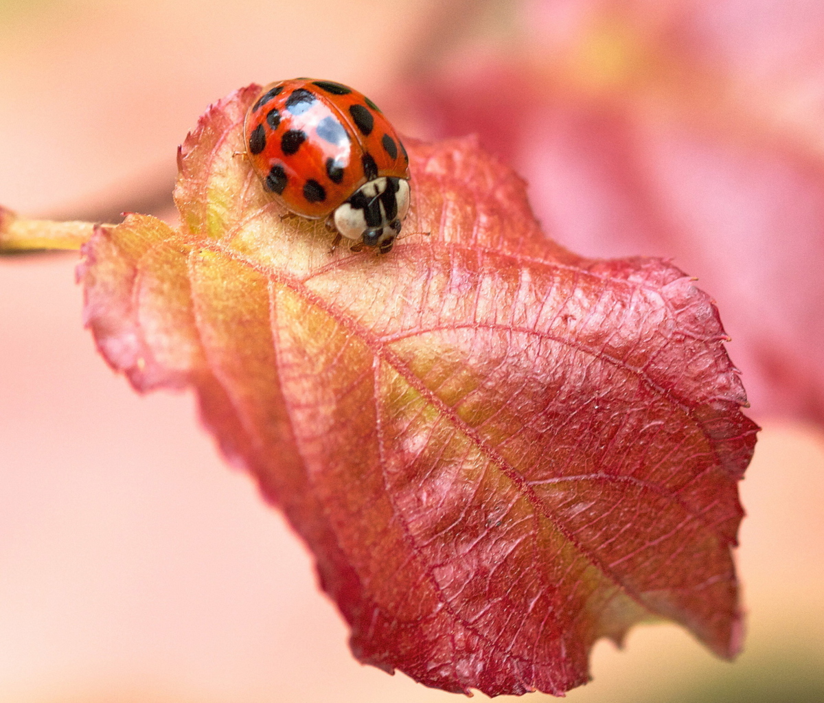 Screenshot №1 pro téma Ladybug On Red Leaf 1200x1024