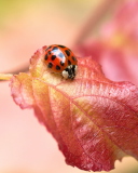 Screenshot №1 pro téma Ladybug On Red Leaf 128x160