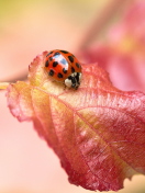 Screenshot №1 pro téma Ladybug On Red Leaf 132x176