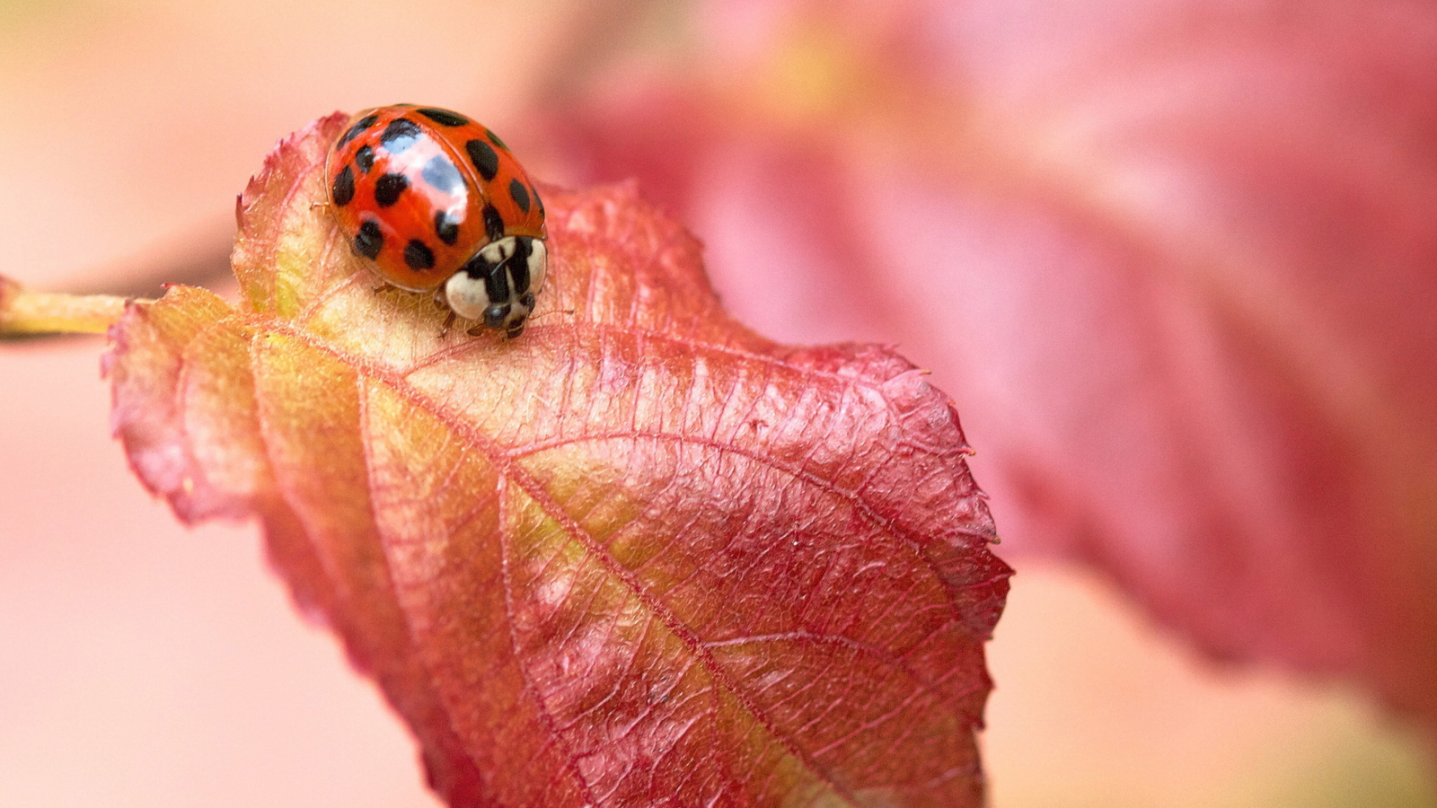 Обои Ladybug On Red Leaf 1600x900