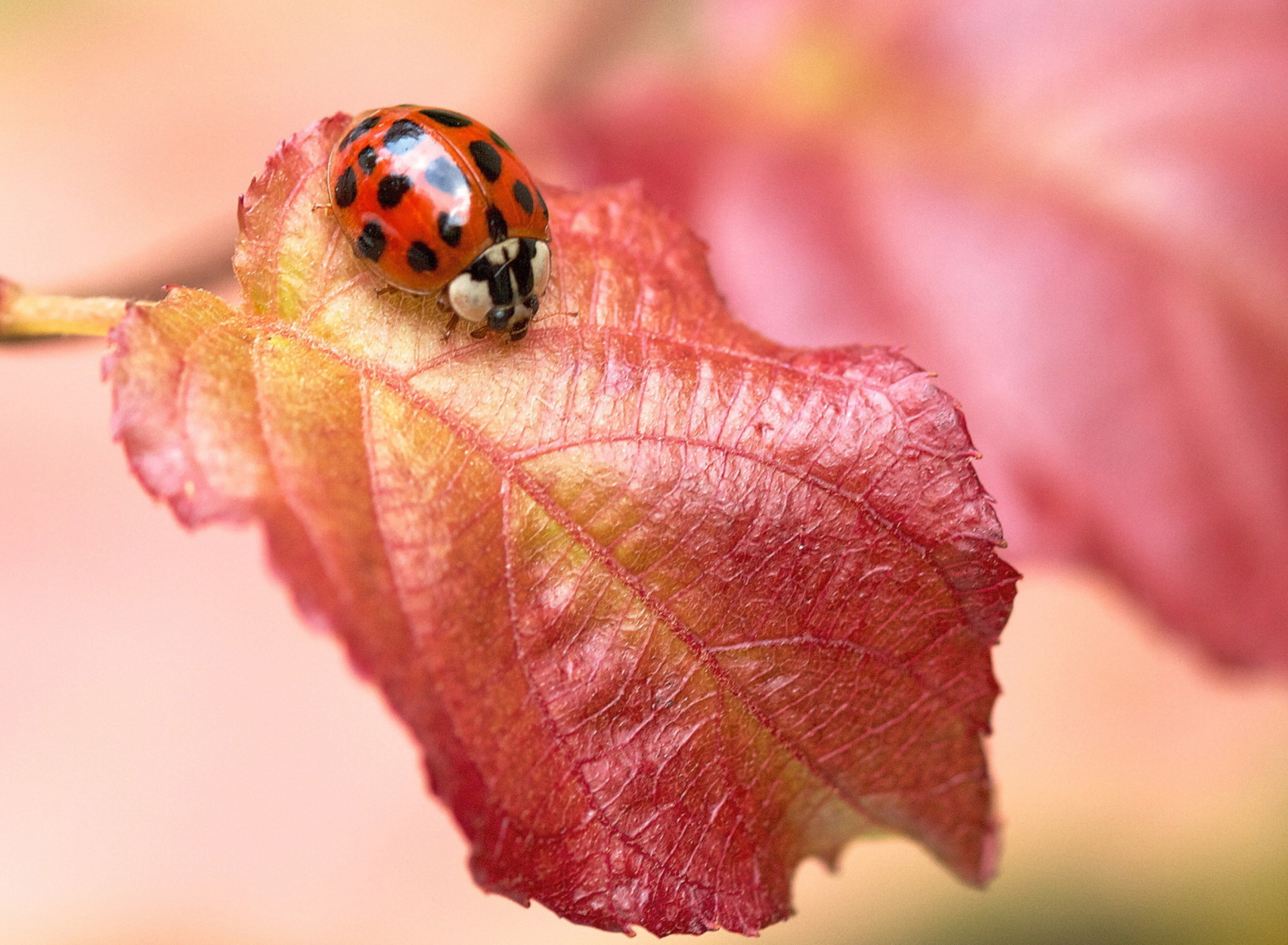 Sfondi Ladybug On Red Leaf 1920x1408