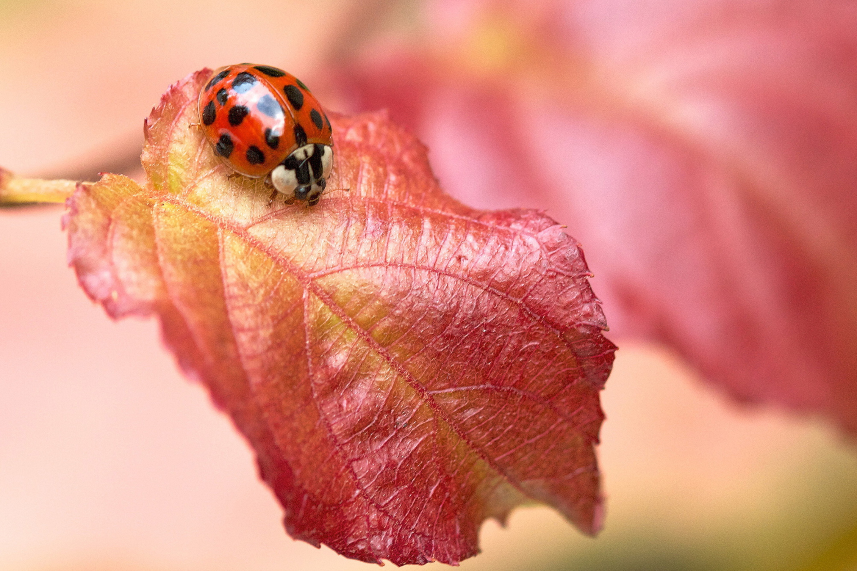 Обои Ladybug On Red Leaf 2880x1920