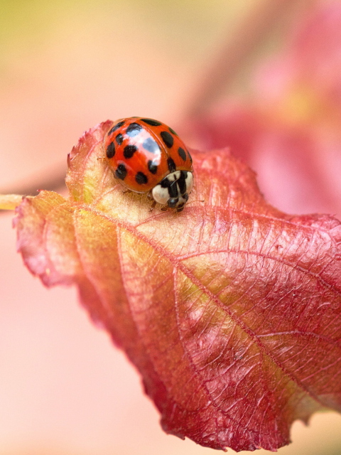 Ladybug On Red Leaf wallpaper 480x640