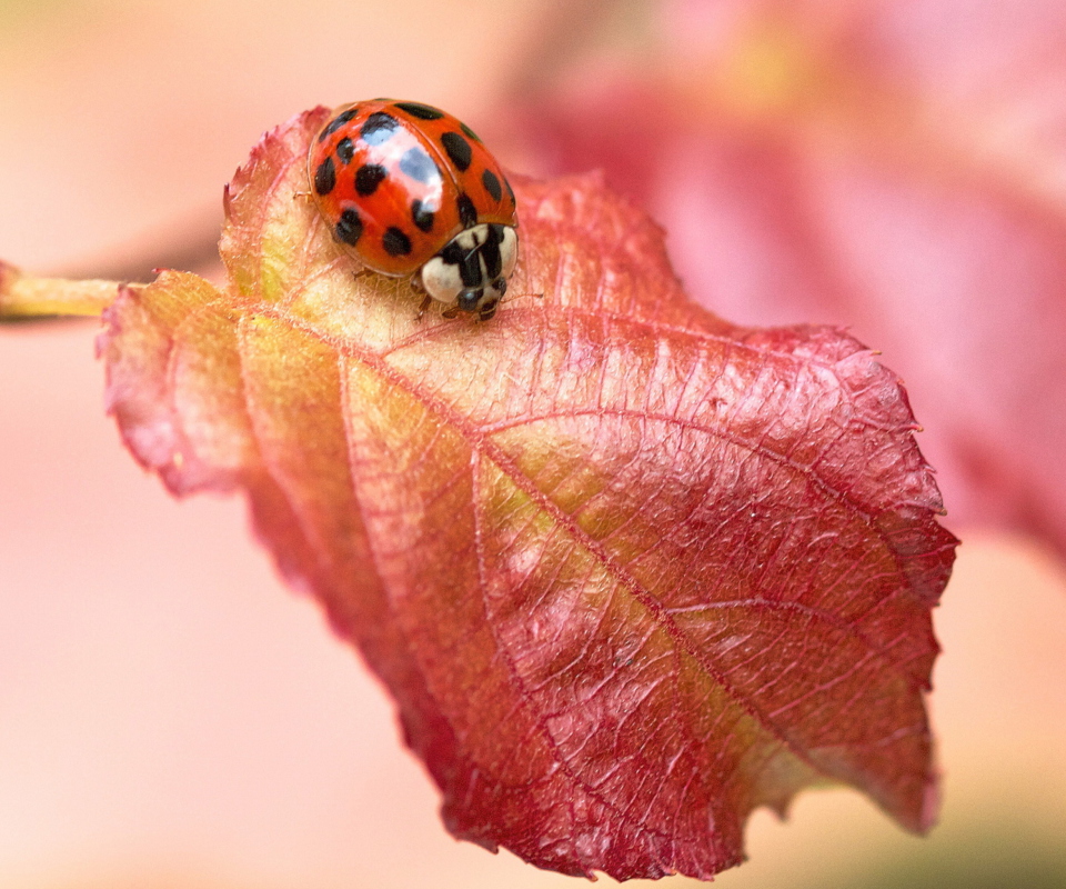 Screenshot №1 pro téma Ladybug On Red Leaf 960x800