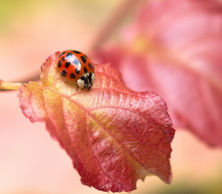 Ladybug On Red Leaf Background for iPad