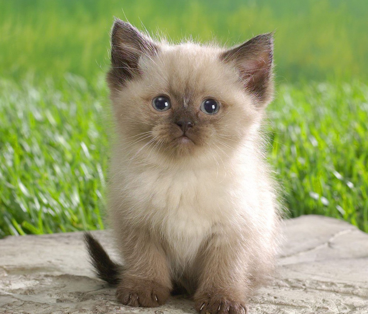 Das Himalayan Kitten Wallpaper 1200x1024