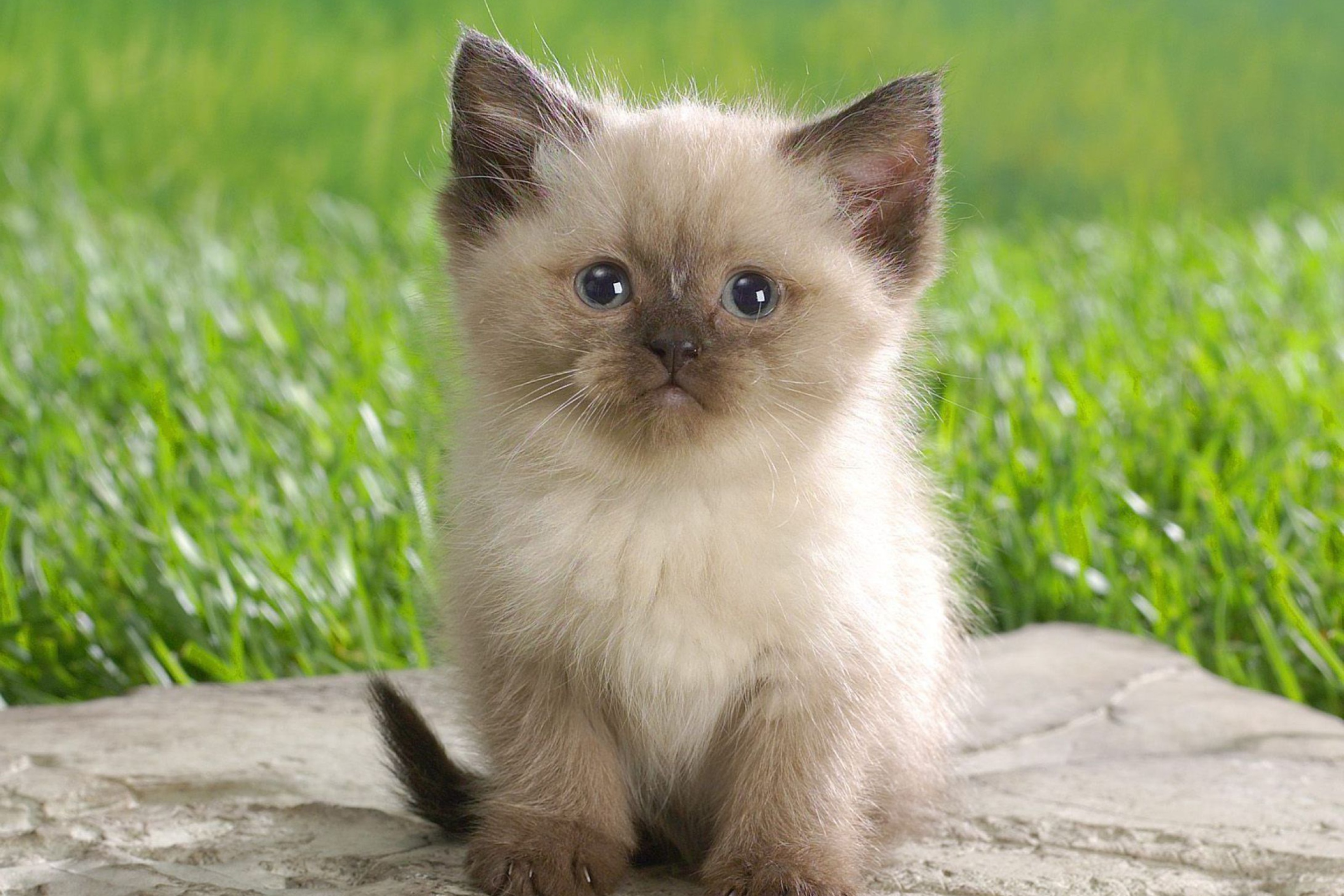 Screenshot №1 pro téma Himalayan Kitten 2880x1920