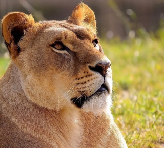 Lioness Background for 1024x1024