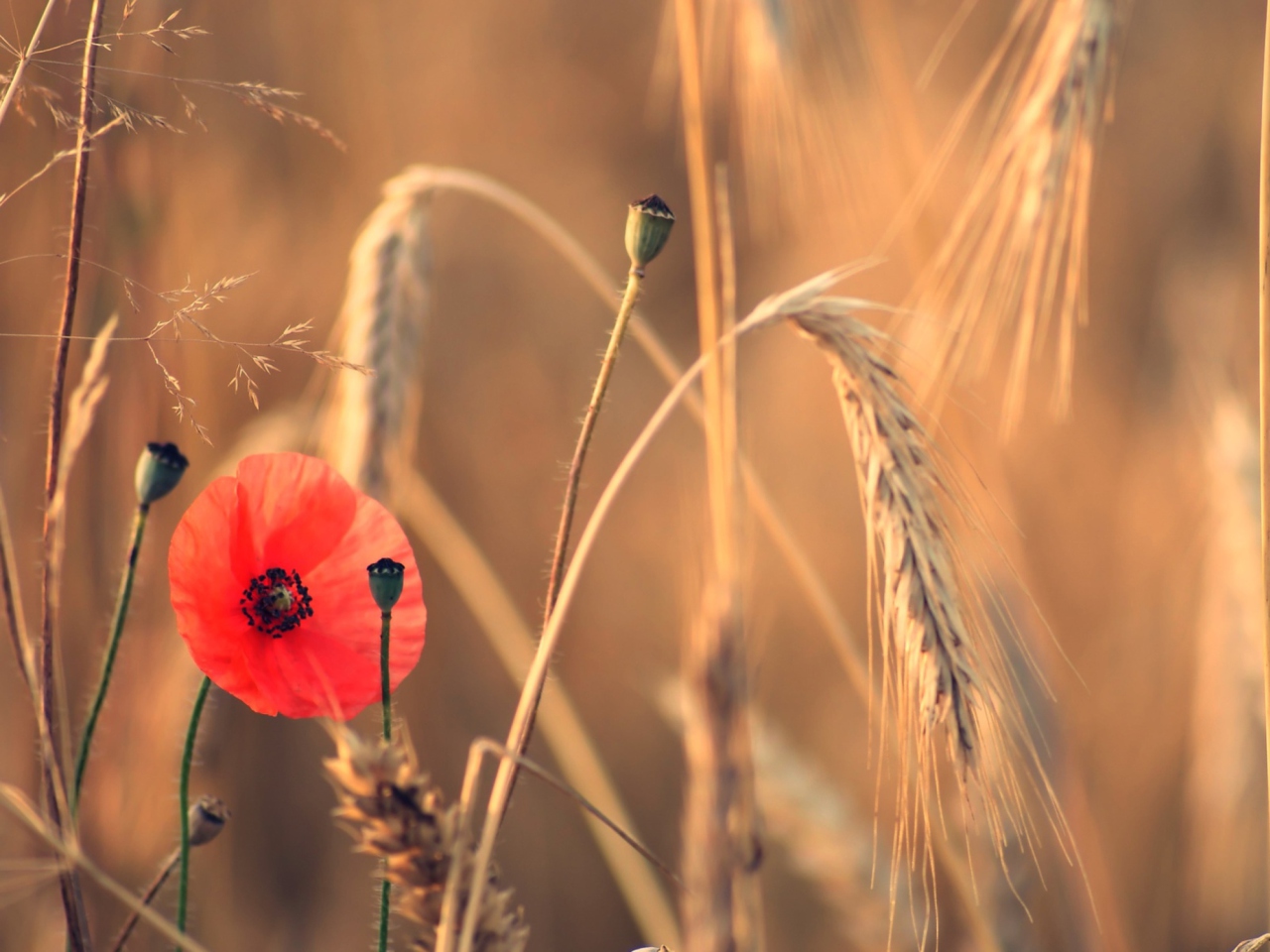 Screenshot №1 pro téma Red Poppy And Wheat 1280x960