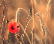 Red Poppy And Wheat wallpaper 176x144