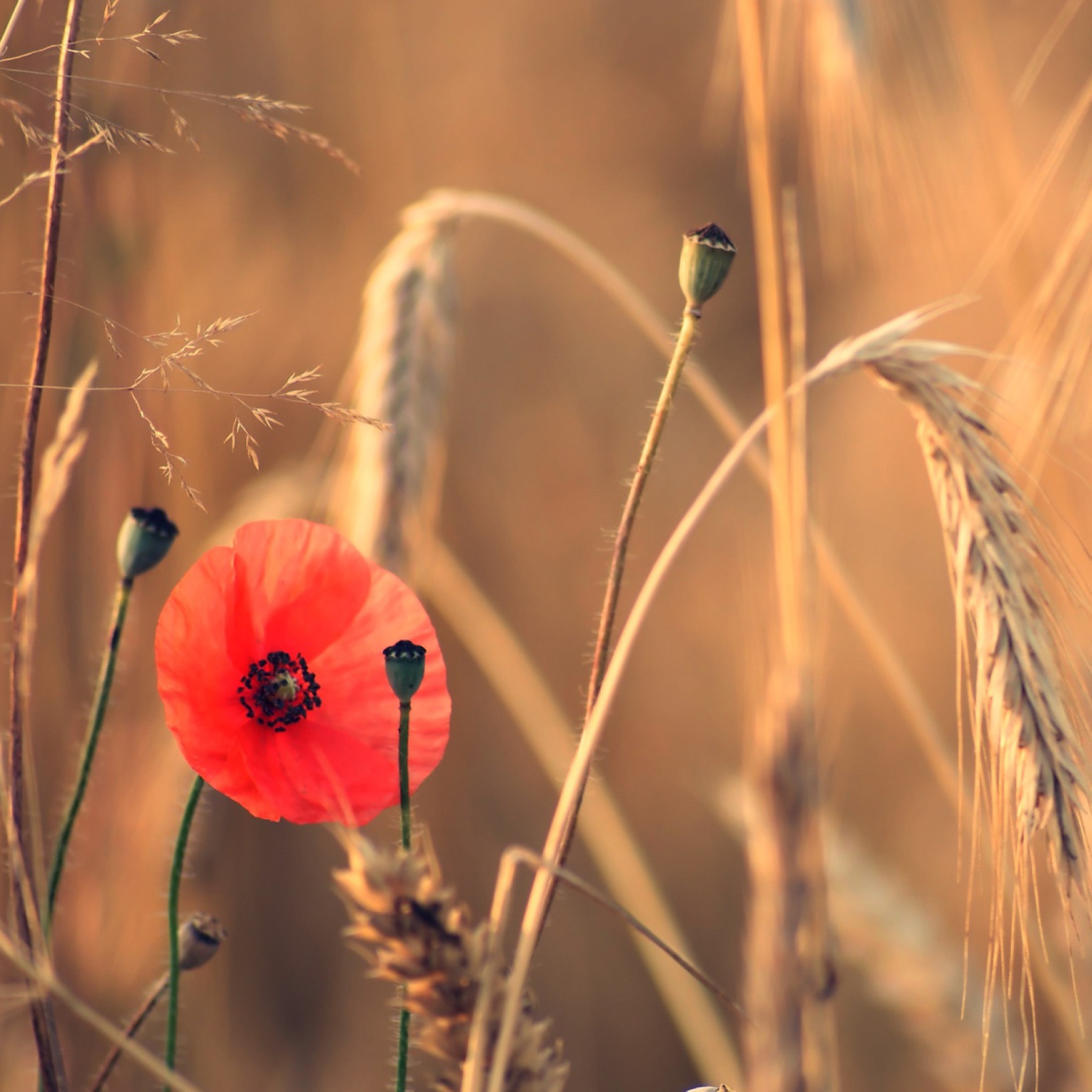 Red Poppy And Wheat wallpaper 2048x2048