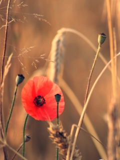 Red Poppy And Wheat wallpaper 240x320