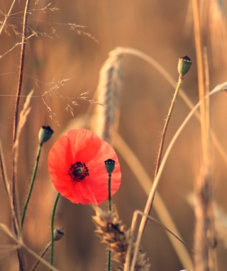 Free Red Poppy And Wheat Picture for 768x1280
