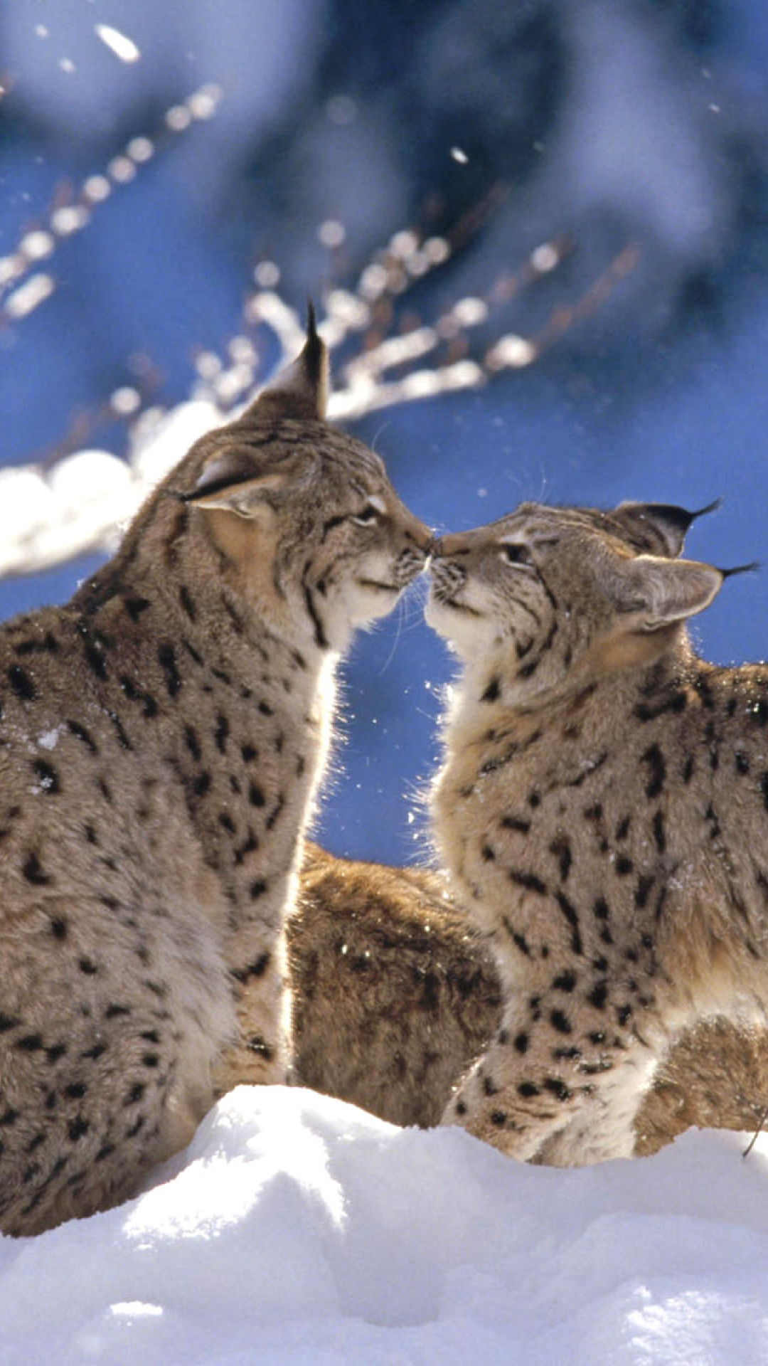 Lynx Cubs screenshot #1 1080x1920