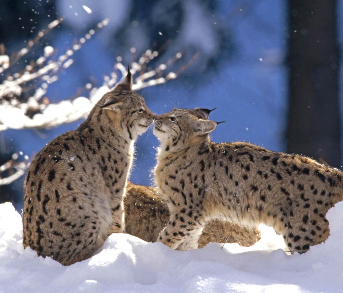 Обои Lynx Cubs 1200x1024