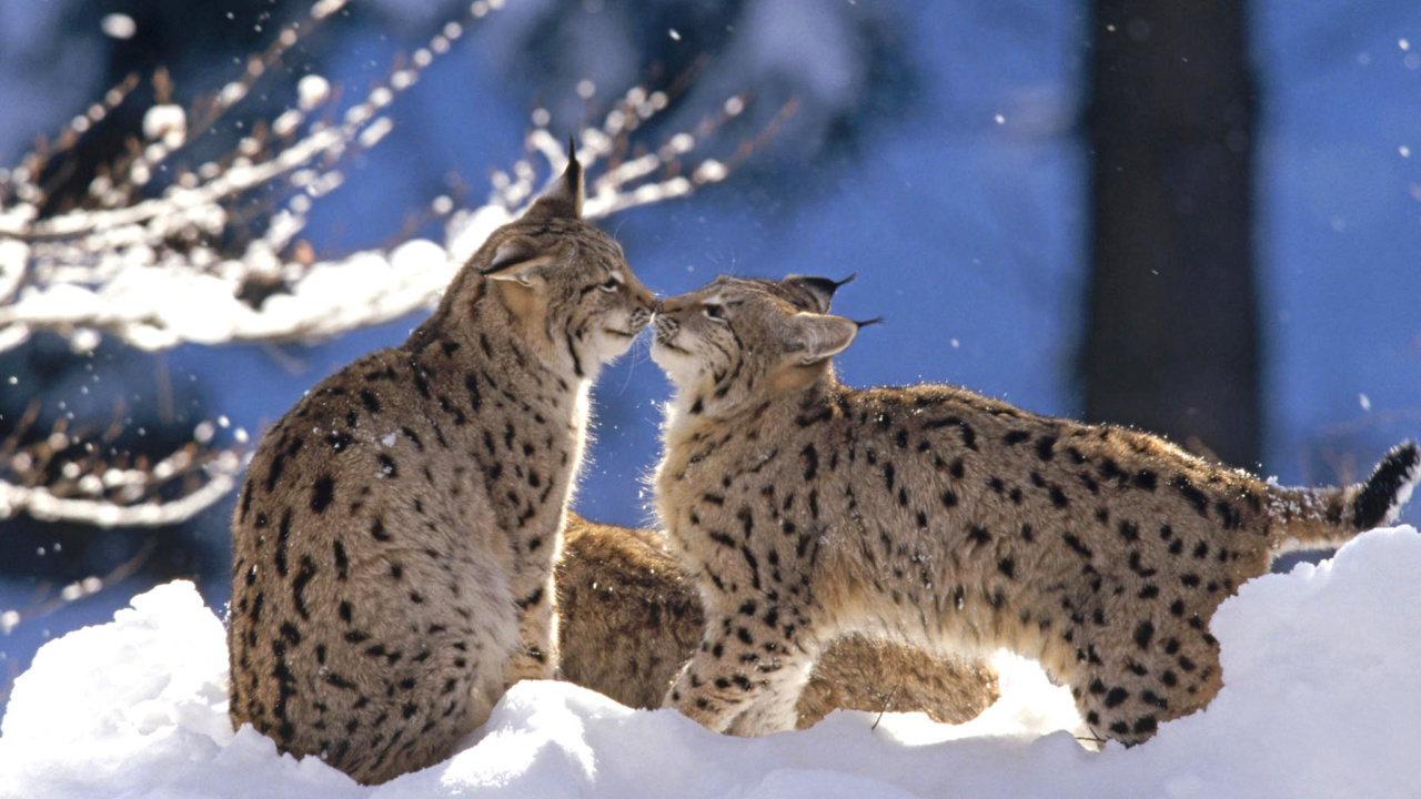 Sfondi Lynx Cubs 1280x720