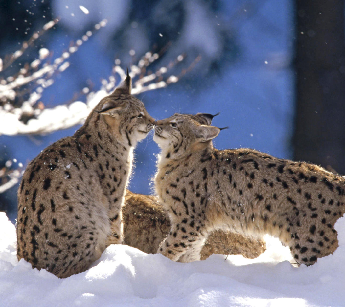 Обои Lynx Cubs 1440x1280